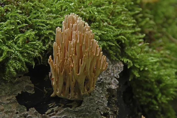 Framed Print : Stiff coral (Ramaria stricta)