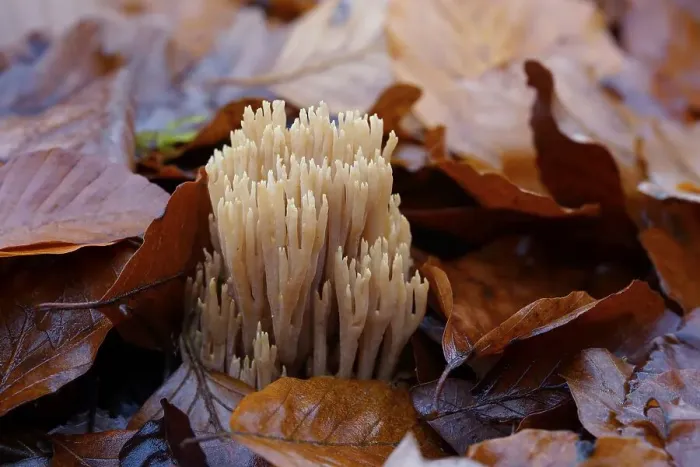 Framed Print : Stiff coral (Ramaria stricta) on the forest floor between the leaves of a copper beech