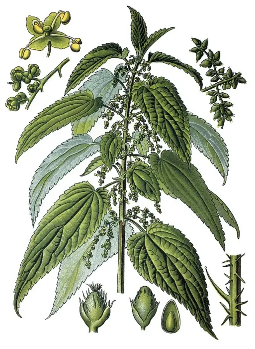 Framed Print : Stinging nettle (Urtica dioica) Framed Print : Stinging nettle (Urtica dioica)