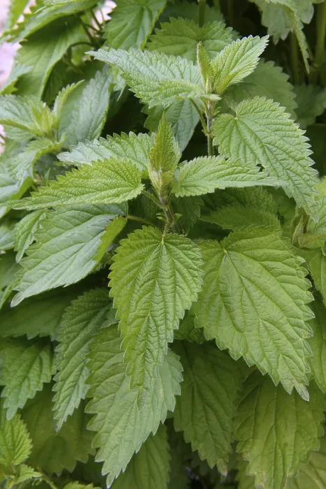 Framed Print : Stinging nettle (Urtica dioica), Germany Framed Print : Stinging nettle (Urtica dioica), Germany