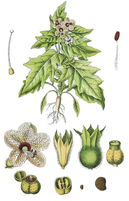 Framed Print : Stinking nightshade, or Black henbane (Hyoscyamus niger) Framed Print : Stinking nightshade, or Black henbane (Hyoscyamus niger)