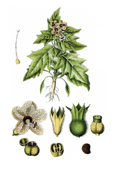 Framed Print : Stinking Nightshade or Black Henbane (Hyoscyamus niger)