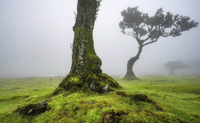 Framed Print : Stinkwood (Ocotea foetens) overgrown with moss and plants in the mist