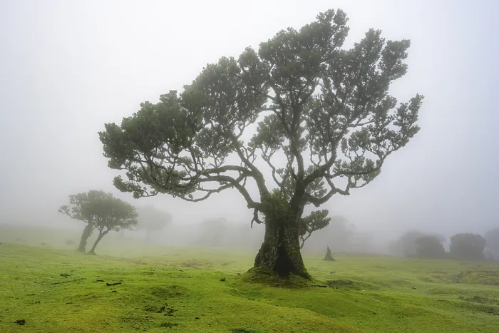Framed Print : Stinkwood (Ocotea foetens) overgrown with moss and plants in the mist