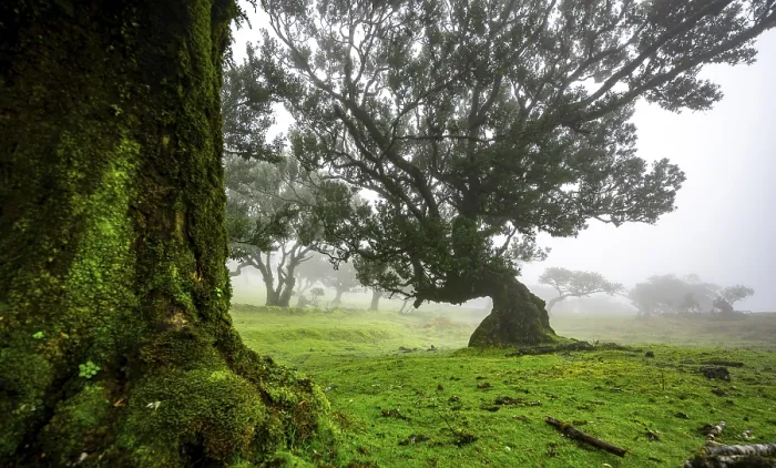 Framed Print : Stinkwood (Ocotea foetens) overgrown with moss and plants in the mist