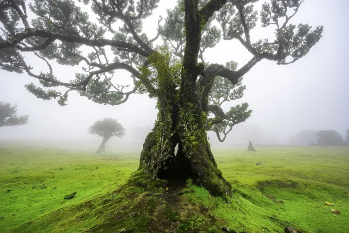 Framed Print : Stinkwood (Ocotea foetens) overgrown with moss and plants in the mist