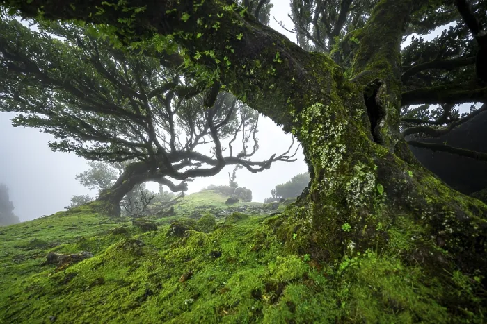 Framed Print : Stinkwood (Ocotea foetens) overgrown with moss and plants in the mist