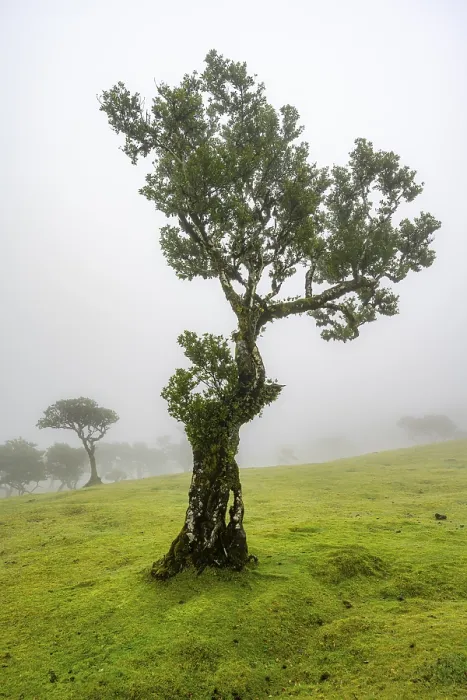 Framed Print : Stinkwood (Ocotea foetens) overgrown with moss and plants in the mist