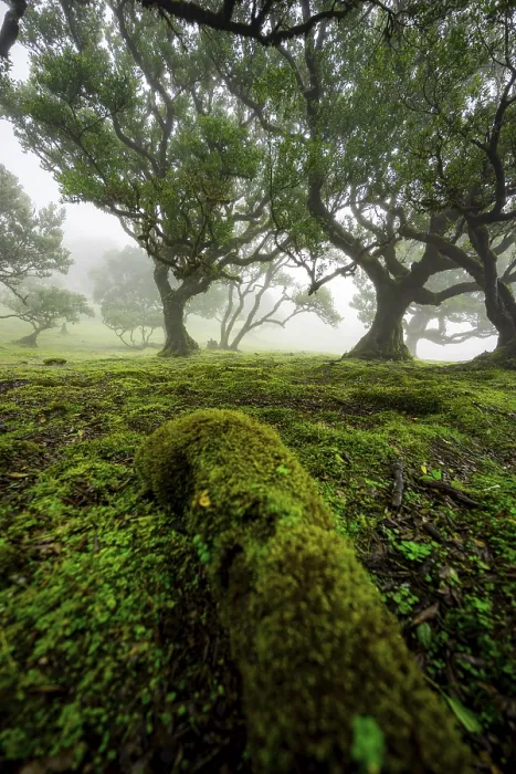 Framed Print : Stinkwood (Ocotea foetens) overgrown with moss and plants in the mist