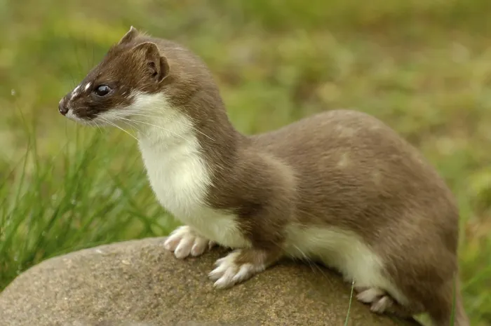 Framed Print : Stoat (Mustela erminea) Framed Print : Stoat (Mustela erminea)