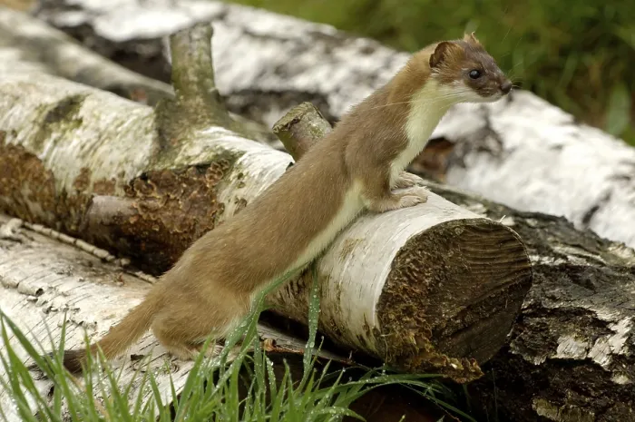 Framed Print : Stoat (Mustela erminea) Framed Print : Stoat (Mustela erminea)