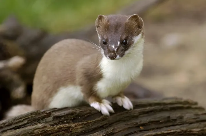 Framed Print : Stoat (Mustela erminea)