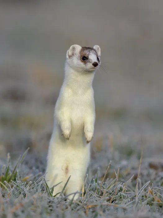 Framed Print : Stoat (Mustela erminea), in a meadow with hoarfrost