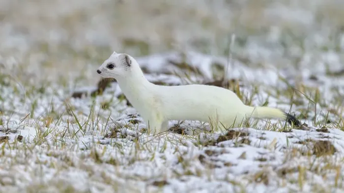 Framed Print : Stoat (Mustela erminea), in winter fur on a meadow covered with snow