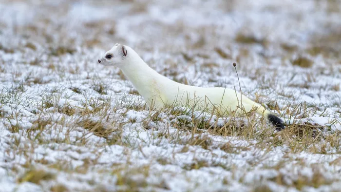 Framed Print : Stoat (Mustela erminea), in winter fur on a meadow covered with snow
