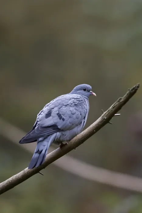Framed Print : Stock Dove, Columba oenas, Stock Dove