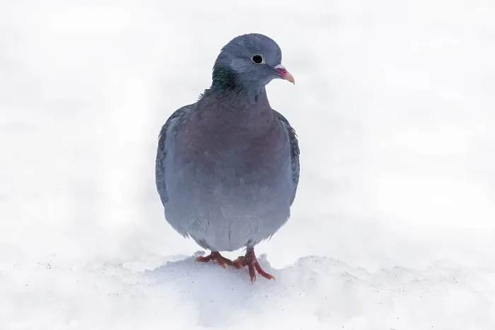 Framed Print : Stock dove, stock doves (Columba oenas) Framed Print : Stock dove, stock doves (Columba oenas)