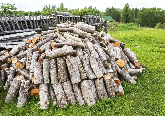 Framed Print : Stock pile of timber, chopped down trees at the forest in summertime Framed Print : Stock pile of timber, chopped down trees at the forest in summertime