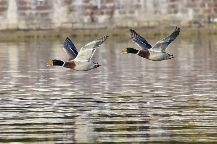 Framed Print : Stockenten Erpel im Flug. Mallard drake in flight