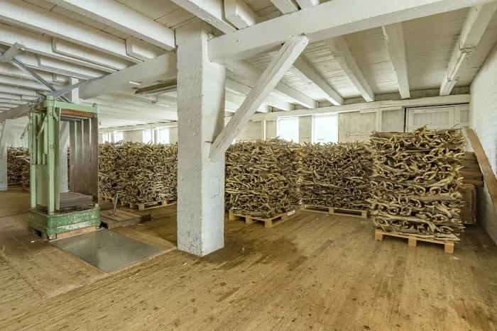 Framed Print : Stockfish dried in a warehouse on pallets
