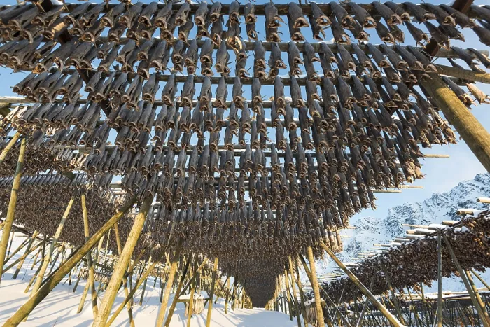 Framed Print : Stockfish hanging out to dry on wooden frame Framed Print : Stockfish hanging out to dry on wooden frame