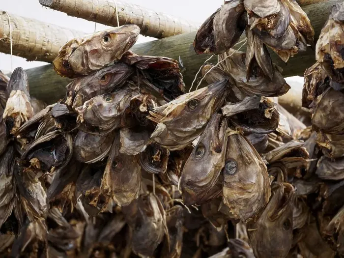 Framed Print : Stockfish heads are hung from a wooden frame for drying