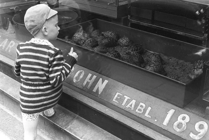 Framed Print : Stockholm 1954. A boy is fascinated by the turtles in the shop window of the Axel Cohn shop at Maester Samuelsgatan 52. A shop that also sold caged birds and aquarium fish