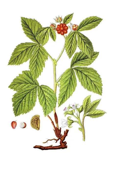 Framed Print : Stone bramble (Rubus saxatilis)
