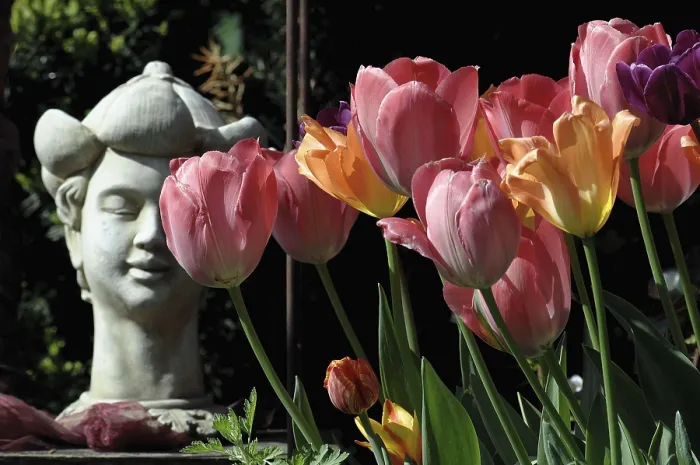 Framed Print : Stone Buddha next to blooming colourful tulips in a garden