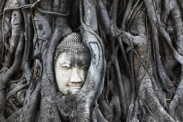 Framed Print : Stone Buddha head ingrown in a ficus religiosa (Ficus religiosa)
