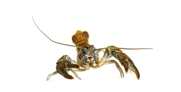 Framed Print : Stone crayfish, Austropotamobius torrentium Framed Print : Stone crayfish, Austropotamobius torrentium