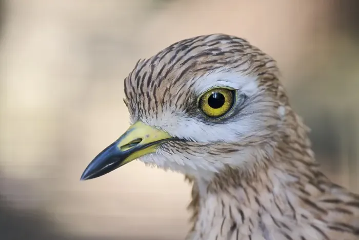 Framed Print : Stone Curlew (Burhinus oedicnemus)