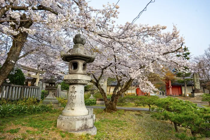 Framed Print : Stone lantern and blooming cherry trees