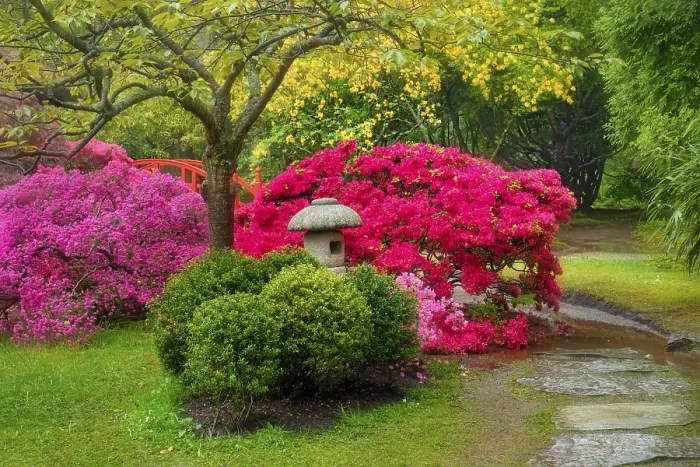 Framed Print : Stone lantern in Japanese garden with blooming flowers
