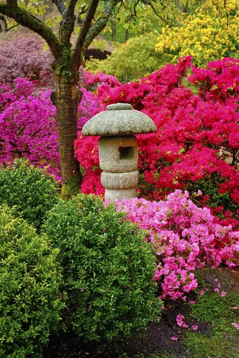 Framed Print : Stone lantern in Japanese garden with blooming flowers Framed Print : Stone lantern in Japanese garden with blooming flowers
