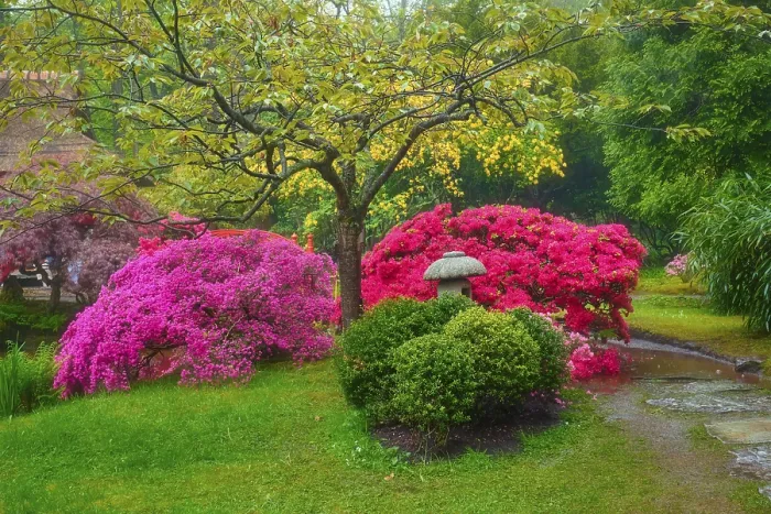Framed Print : Stone lantern in Japanese garden with blooming flowers