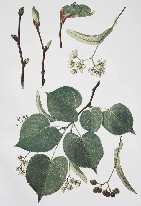 Framed Print : Stone lime (Tilia) ulmifolia, lime-tree Framed Print : Stone lime (Tilia) ulmifolia, lime-tree