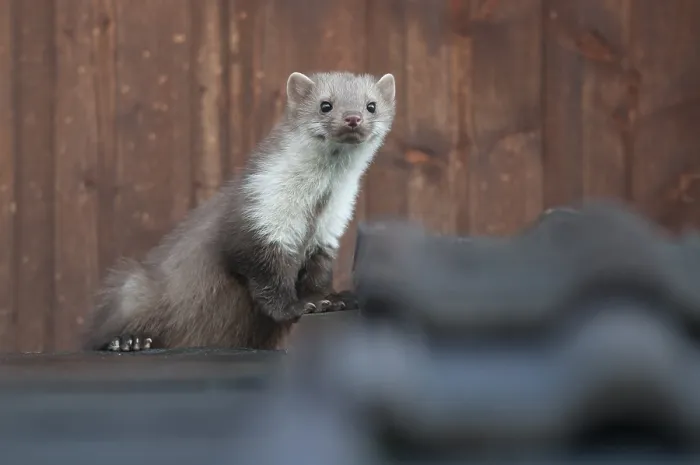 Framed Print : Stone marten, beech marten or white breasted marten (Martes foina) on a rooftop Framed Print : Stone marten, beech marten or white breasted marten (Martes foina) on a rooftop