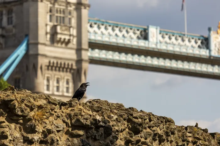 Framed Print : Stone wall with a raven and the iconic Tower Bridge looming in the sunny background at The Tower of London