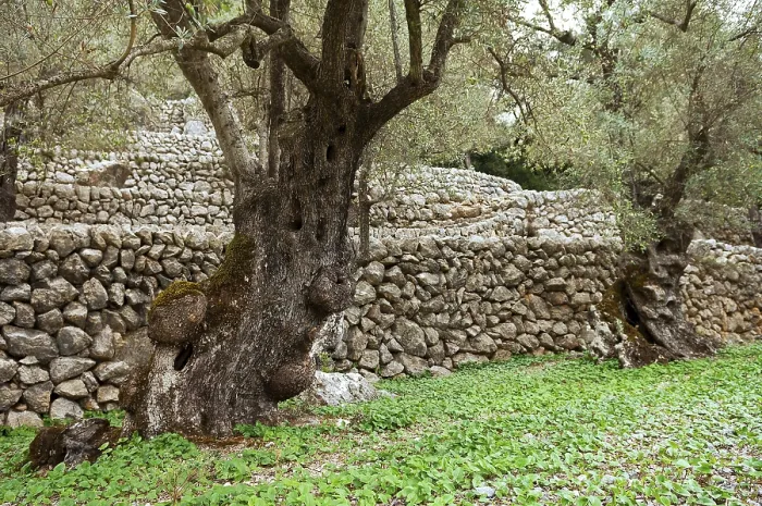 Framed Print : Stone walls in an olive grove, Majorca