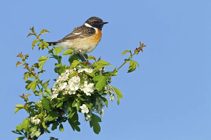 Framed Print : Stonechat, Common Stonechat, Saxicola torquata Framed Print : Stonechat, Common Stonechat, Saxicola torquata