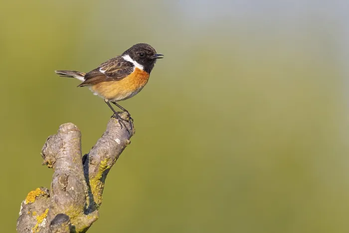 Framed Print : Stonechat, (Saxicola torquata) Framed Print : Stonechat, (Saxicola torquata)