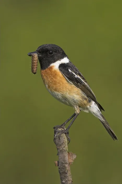 Framed Print : Stonechat, (Saxicola torquata)