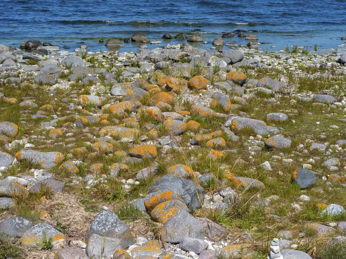 Framed Print : Stones covered in yellow lichen on the shore of the island of Stora grundet