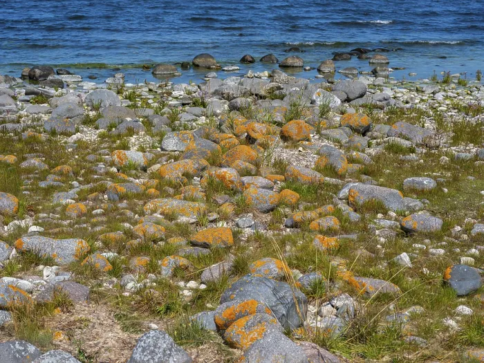 Framed Print : Stones covered in yellow lichen on the shore of the island of Stora grundet