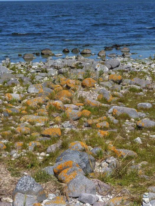 Framed Print : Stones covered in yellow lichen on the shore of the island of Stora grundet