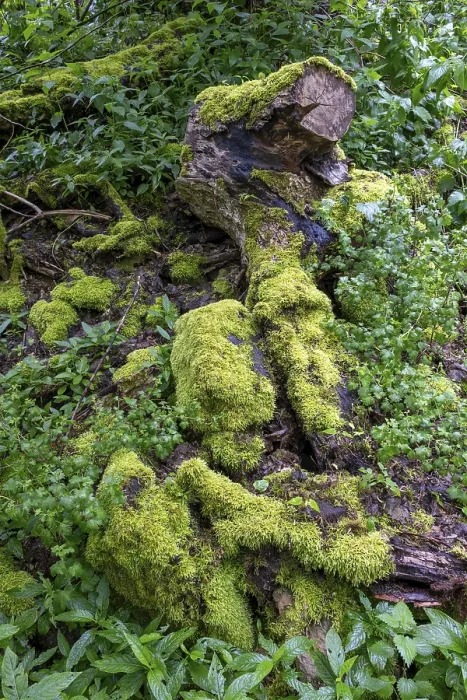 Framed Print : Stones and deadwood overgrown with moss in the forest on the Schaumberg