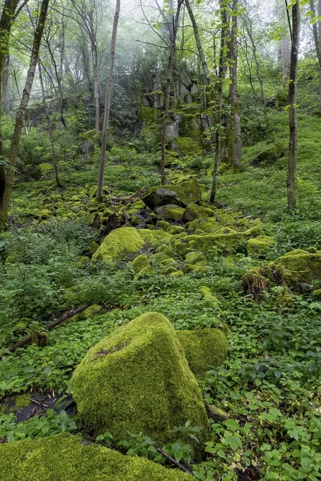 Framed Print : Stones and trees overgrown with moss in the forest at Schaumberg