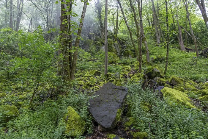 Framed Print : Stones and trees overgrown with moss in the forest at Schaumberg