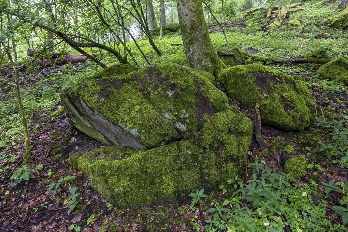Framed Print : Stones and trees overgrown with moss in the forest at Schaumberg Framed Print : Stones and trees overgrown with moss in the forest at Schaumberg